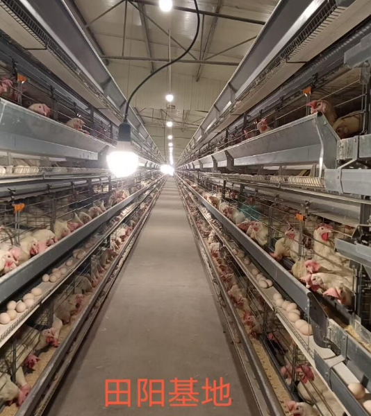 田阳区坡洪镇蛋鸡场招聘仓管/饲养员/捡蛋工 田阳区坡洪镇蛋鸡场招聘仓管/饲养员/捡蛋工