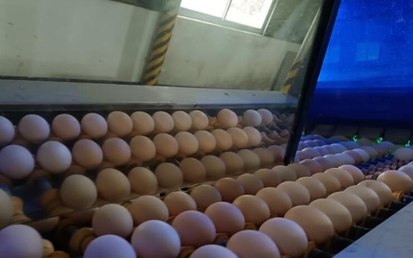 田阳区坡洪镇蛋鸡场招聘仓管/饲养员/捡蛋工 田阳区坡洪镇蛋鸡场招聘仓管/饲养员/捡蛋工