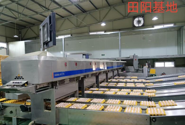 田阳区坡洪镇蛋鸡场招聘仓管/饲养员/捡蛋工 田阳区坡洪镇蛋鸡场招聘仓管/饲养员/捡蛋工